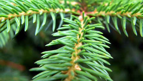 00687_needles_480x272.jpg